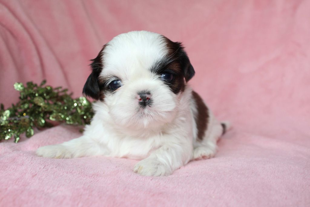 de la magie de lys - Chiot disponible  - Shih Tzu