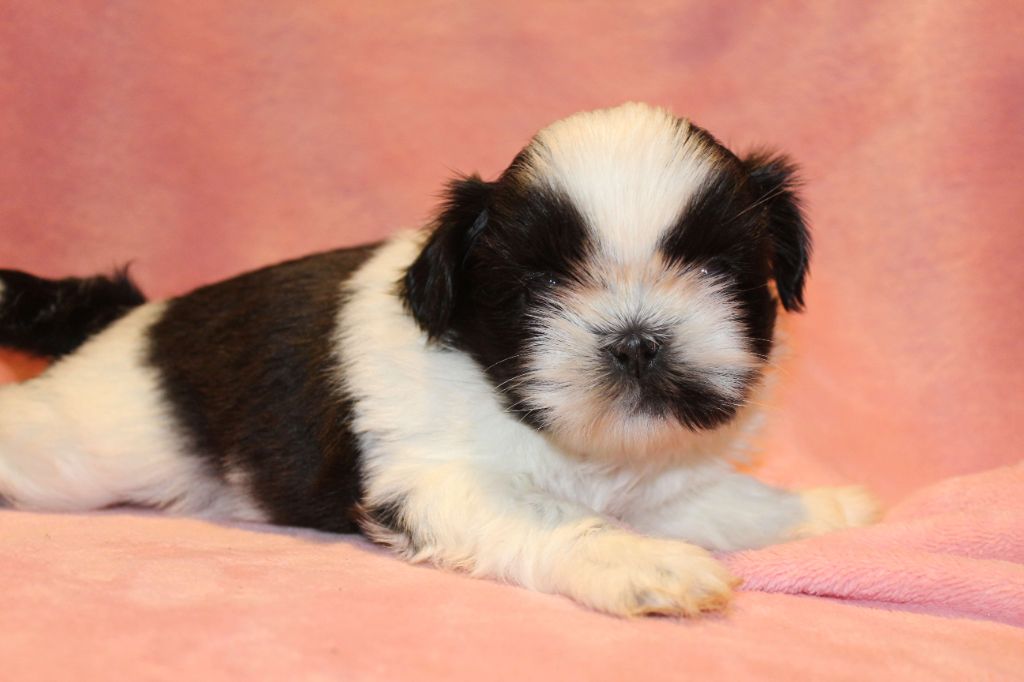 de la magie de lys - Chiot disponible  - Shih Tzu