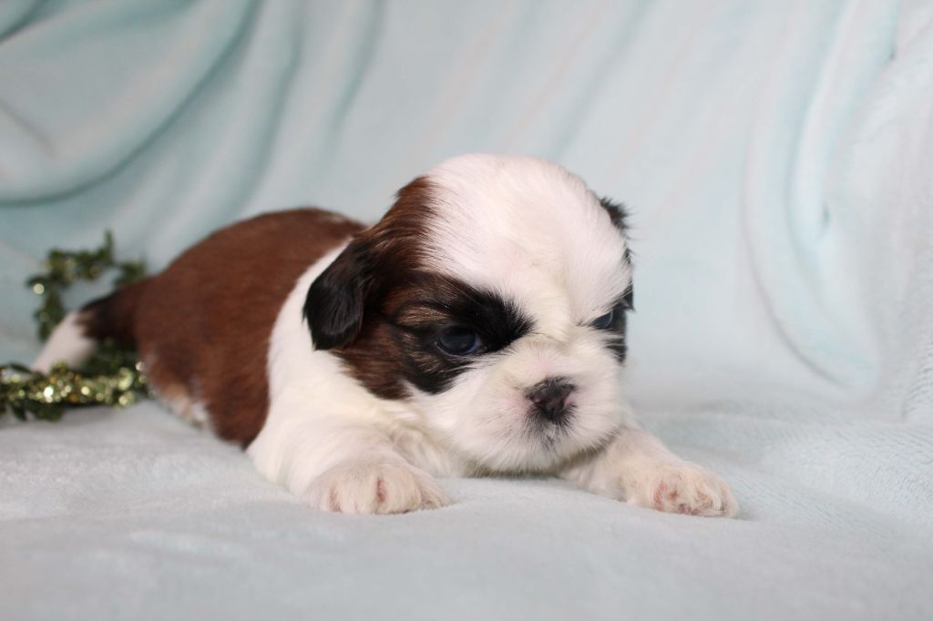 de la magie de lys - Chiot disponible  - Shih Tzu