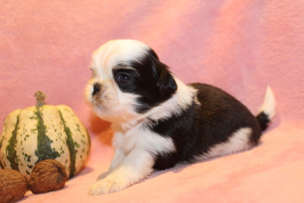 de la magie de lys - Chiot disponible  - Shih Tzu