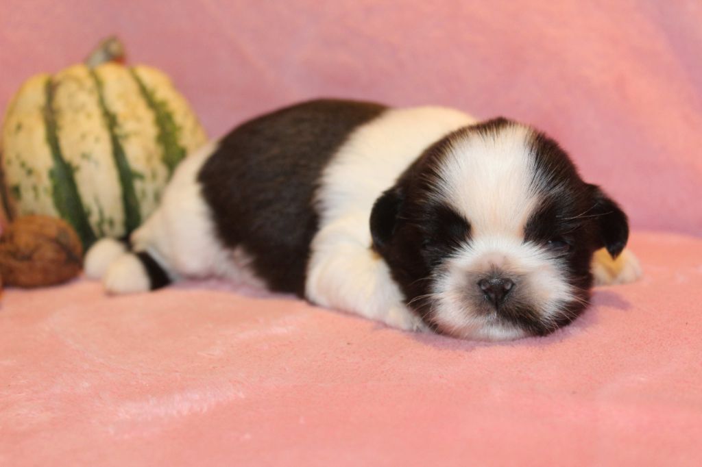 chiot Shih Tzu de la magie de lys