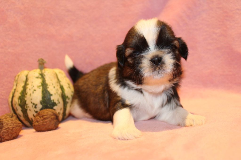 de la magie de lys - Chiot disponible  - Shih Tzu