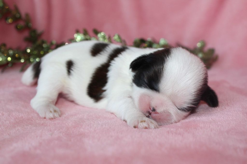 de la magie de lys - Chiot disponible  - Shih Tzu