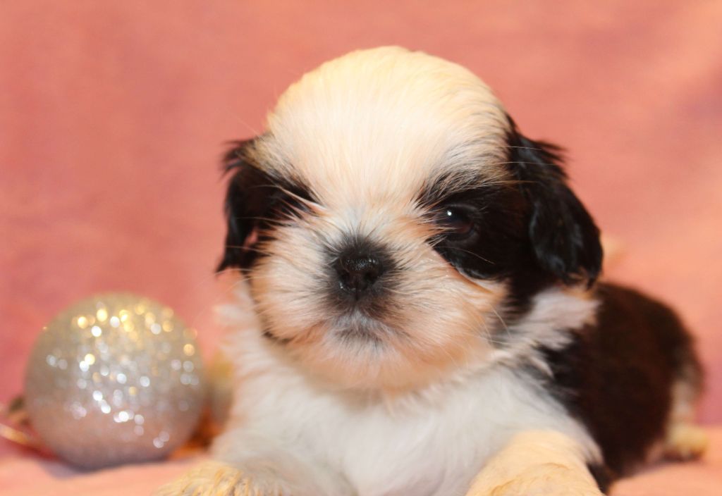 de la magie de lys - Chiot disponible  - Shih Tzu