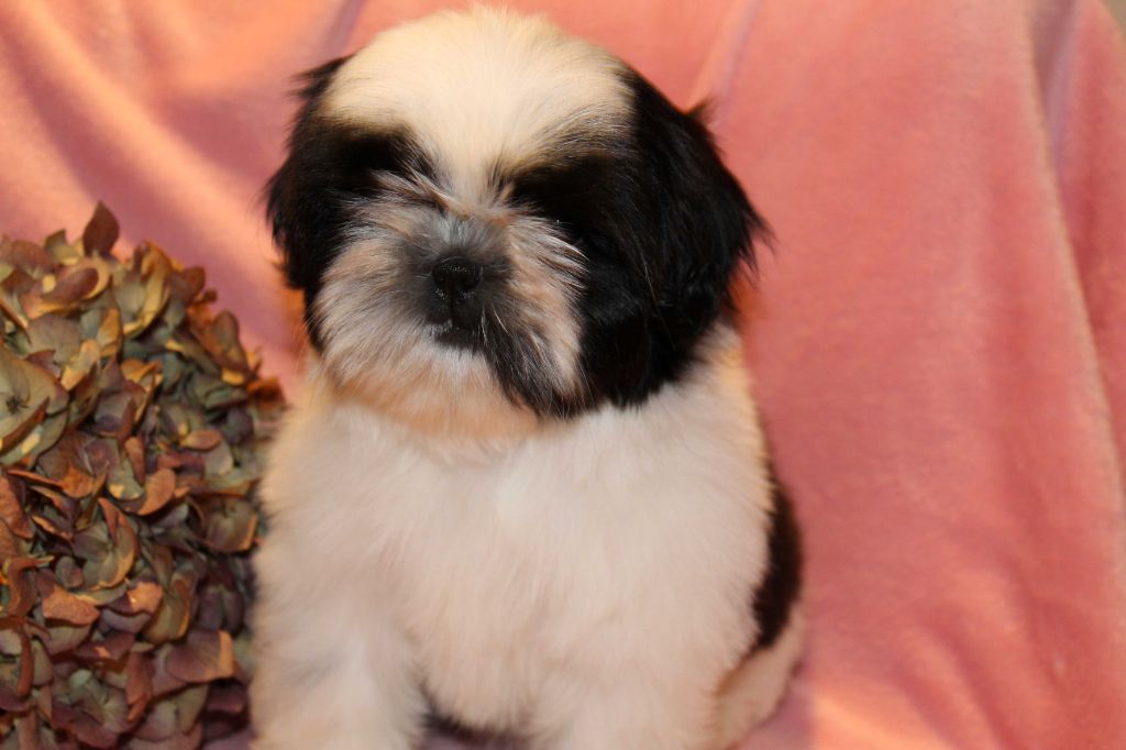 de la magie de lys - Chiot disponible  - Shih Tzu