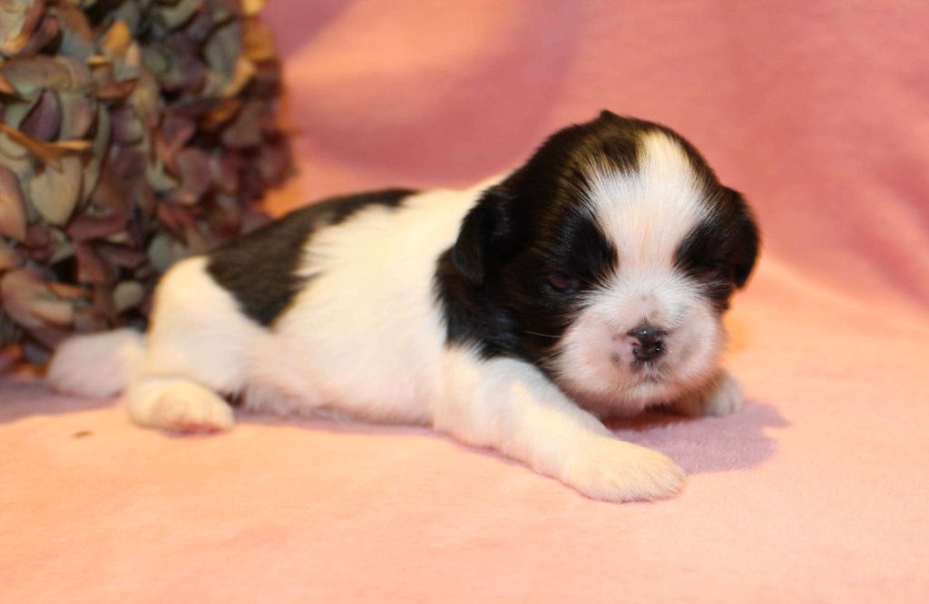 chiot Shih Tzu de la magie de lys