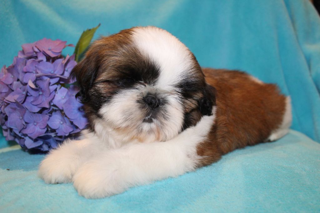 de la magie de lys - Chiot disponible  - Shih Tzu