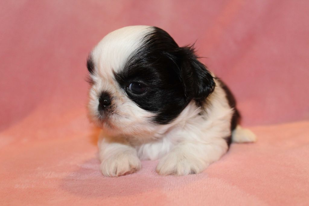 de la magie de lys - Chiot disponible  - Shih Tzu