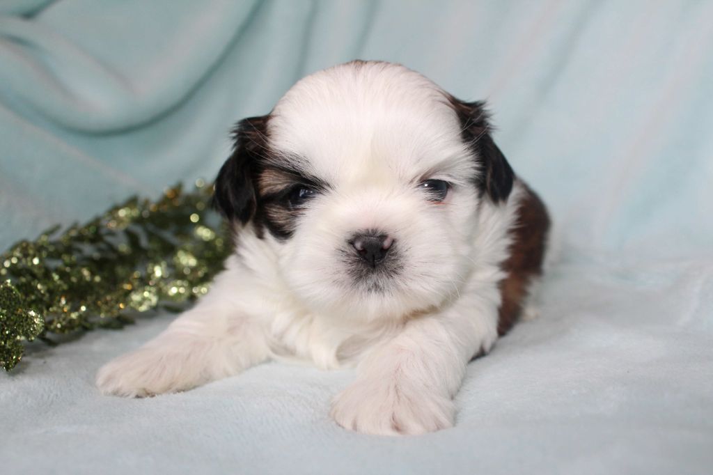 de la magie de lys - Chiot disponible  - Shih Tzu