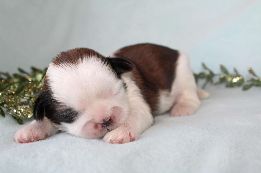 de la magie de lys - Chiot disponible  - Shih Tzu