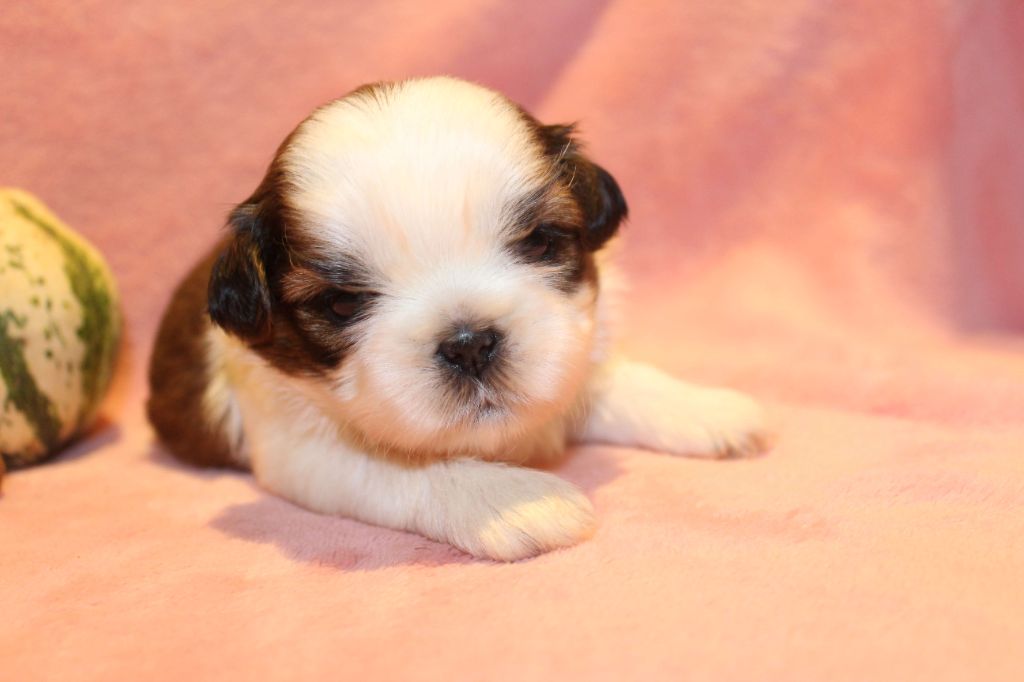 de la magie de lys - Chiot disponible  - Shih Tzu