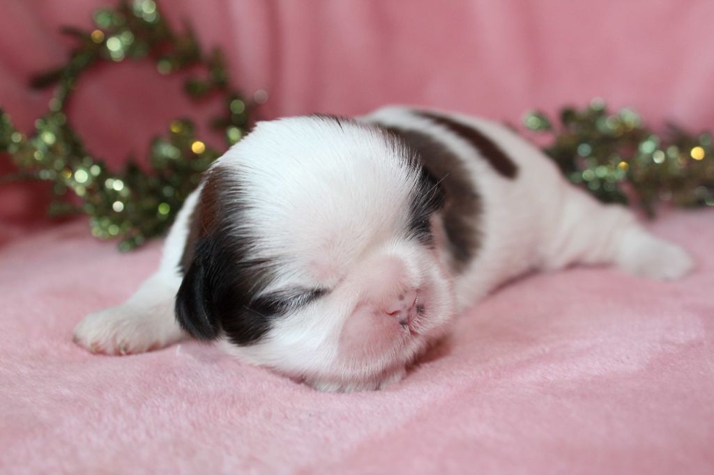 de la magie de lys - Chiot disponible  - Shih Tzu