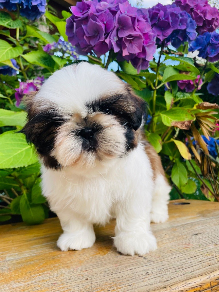 de la magie de lys - Chiot disponible  - Shih Tzu