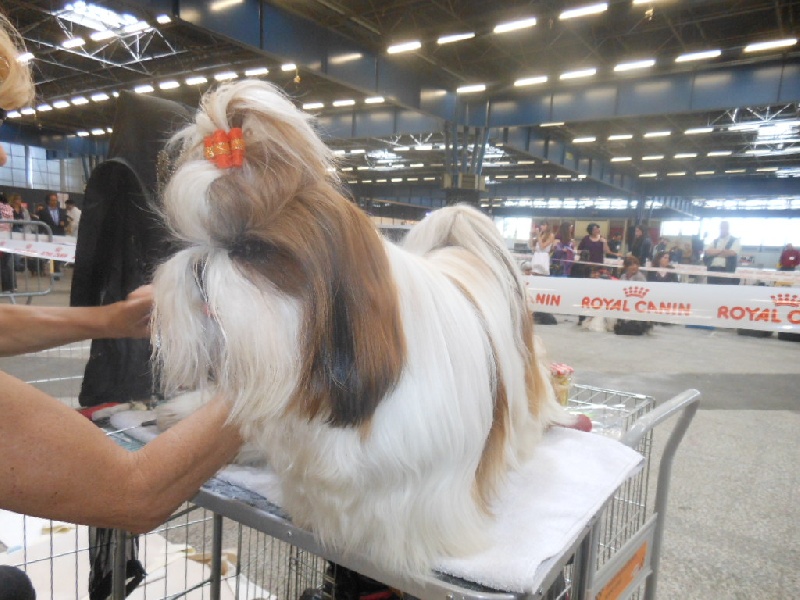 de la magie de lys Giminy crickette