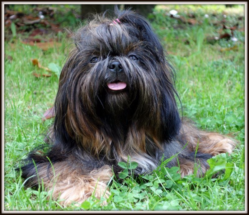 Gucci de la magie de lys