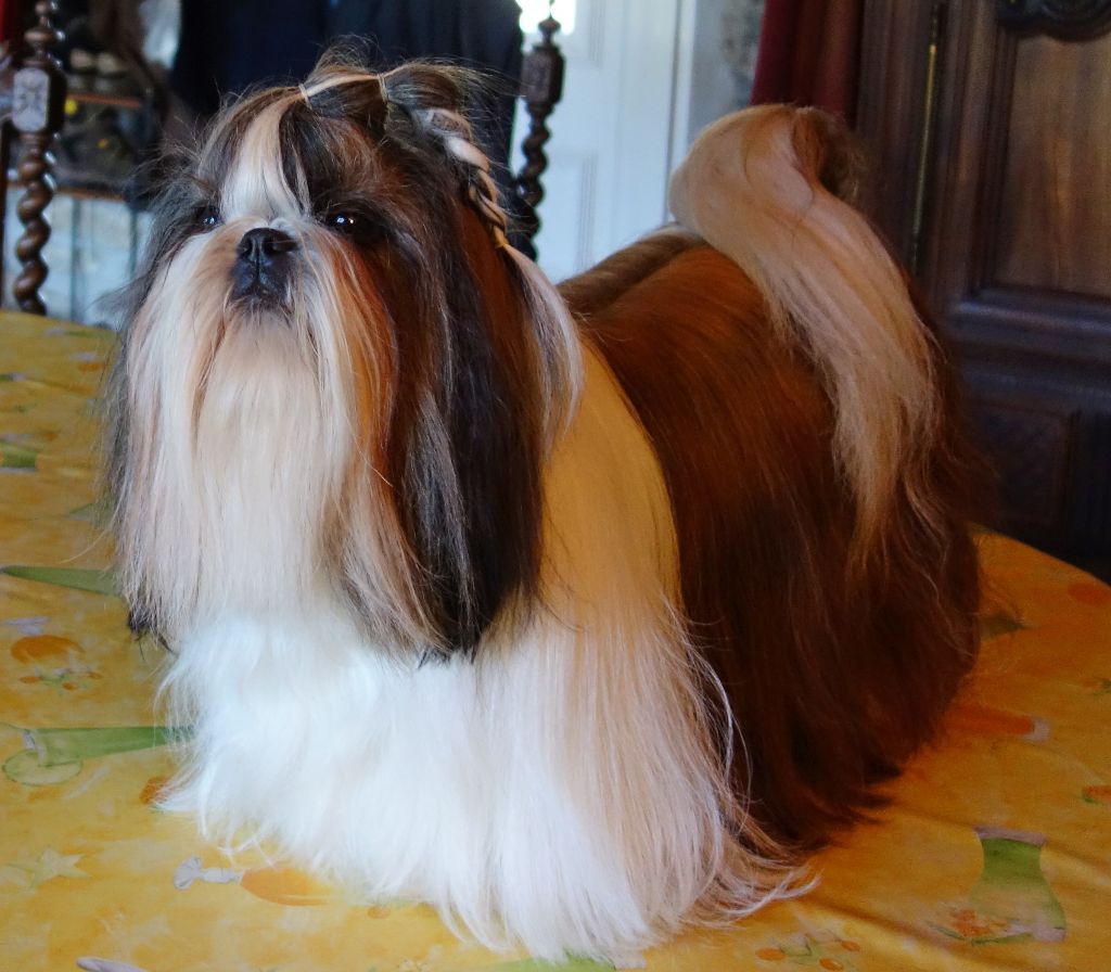 Hanaé mori de la magie de lys