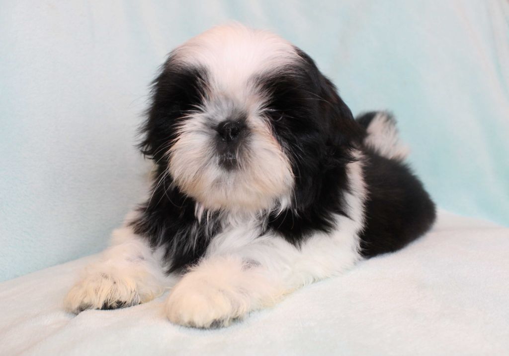 de la magie de lys - Chiots disponibles - Shih Tzu