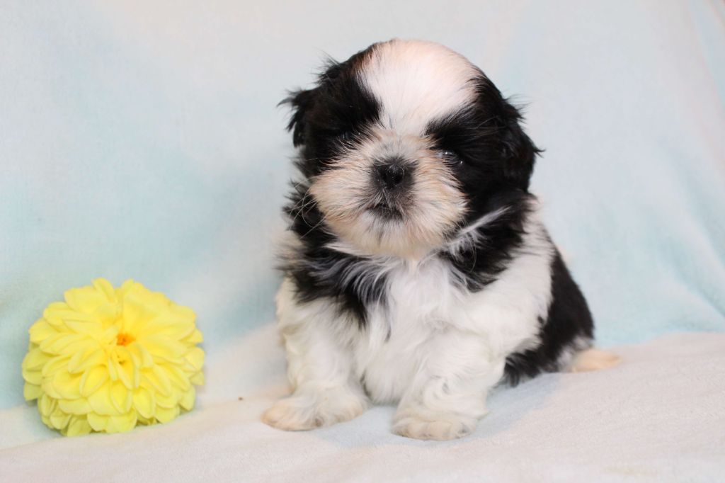 Chiot Shih Tzu de la magie de lys
