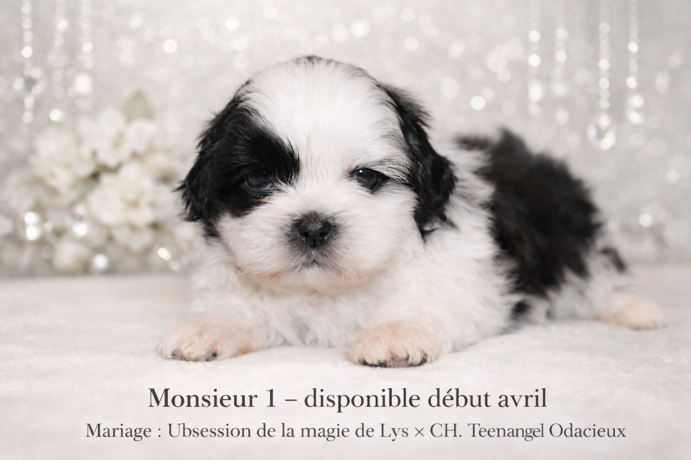 de la magie de lys - Chiots disponibles - Shih Tzu