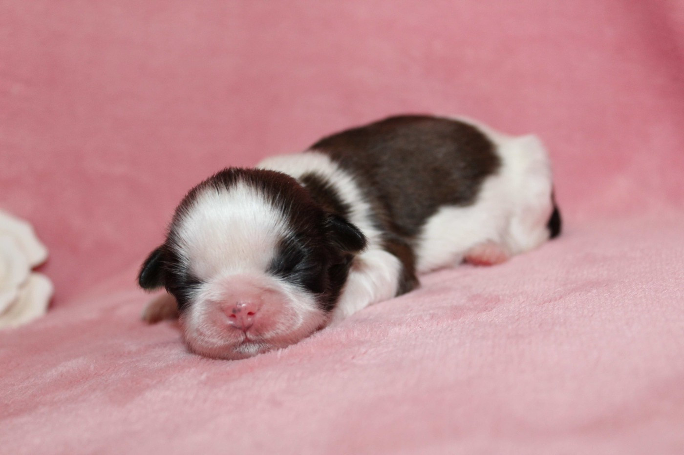 de la magie de lys - Chiots disponibles - Shih Tzu