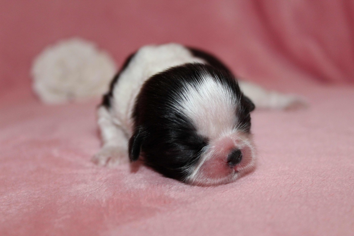 de la magie de lys - Chiots disponibles - Shih Tzu