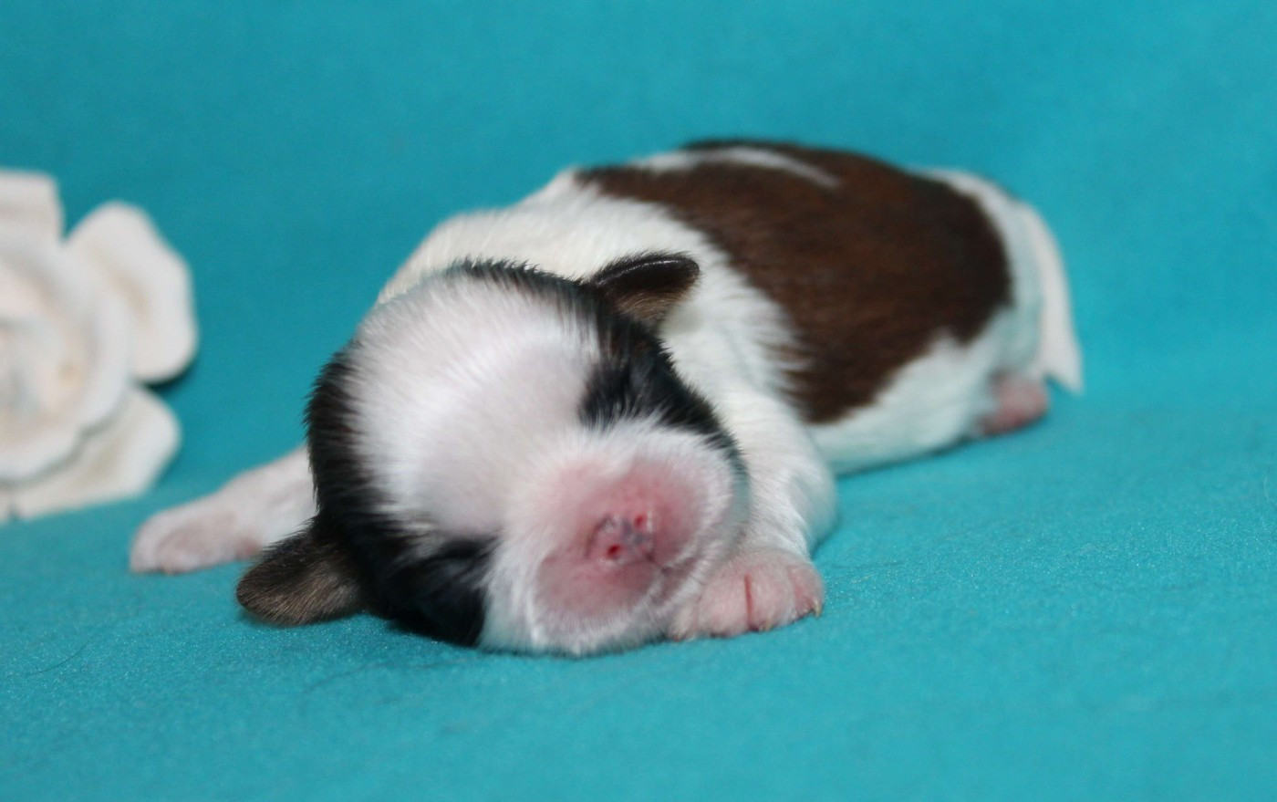 de la magie de lys - Chiots disponibles - Shih Tzu