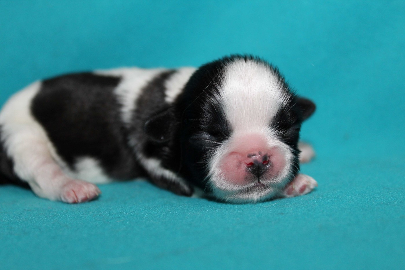 de la magie de lys - Chiots disponibles - Shih Tzu