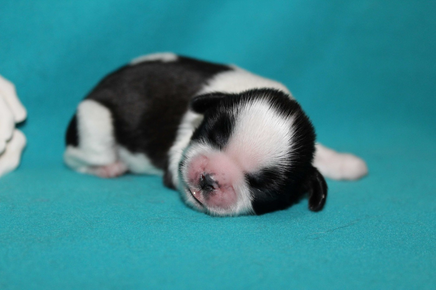 de la magie de lys - Chiots disponibles - Shih Tzu