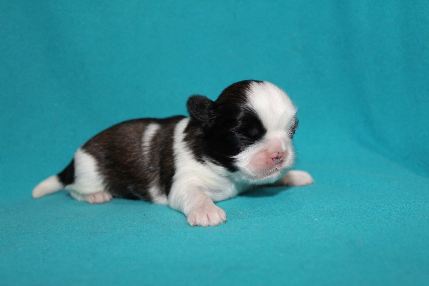 de la magie de lys - Chiots disponibles - Shih Tzu