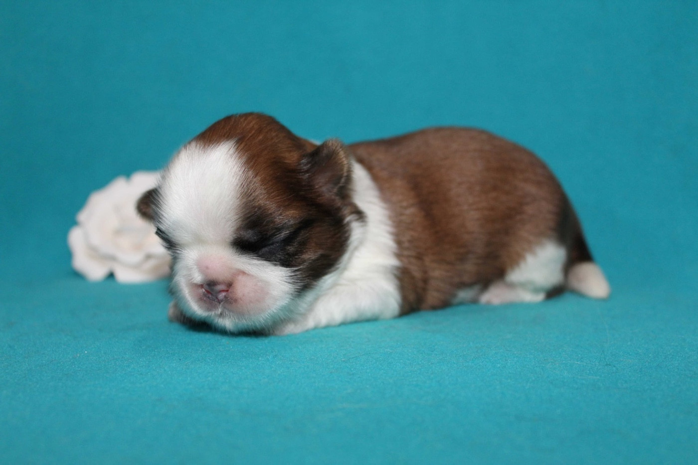 de la magie de lys - Chiots disponibles - Shih Tzu