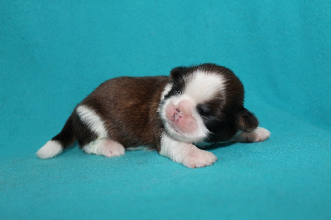de la magie de lys - Chiots disponibles - Shih Tzu