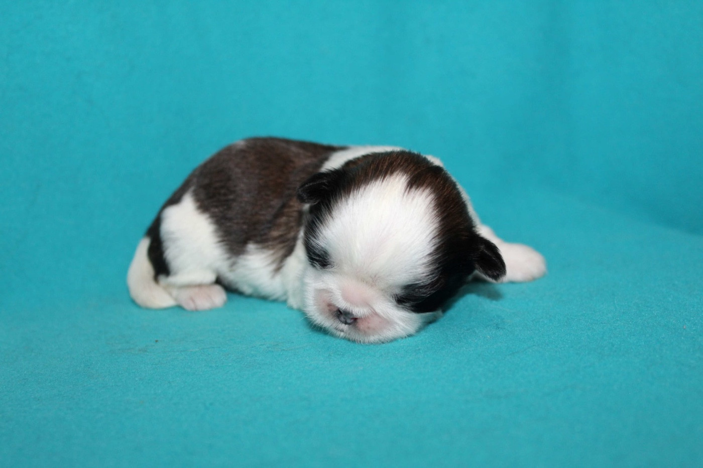 de la magie de lys - Chiots disponibles - Shih Tzu