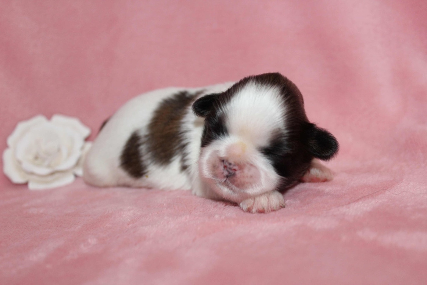 de la magie de lys - Chiots disponibles - Shih Tzu