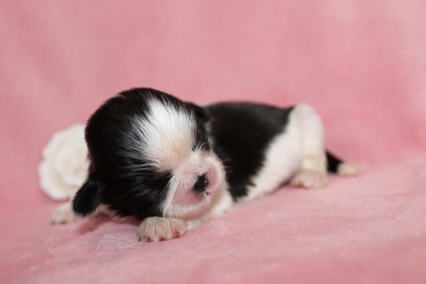 de la magie de lys - Chiots disponibles - Shih Tzu