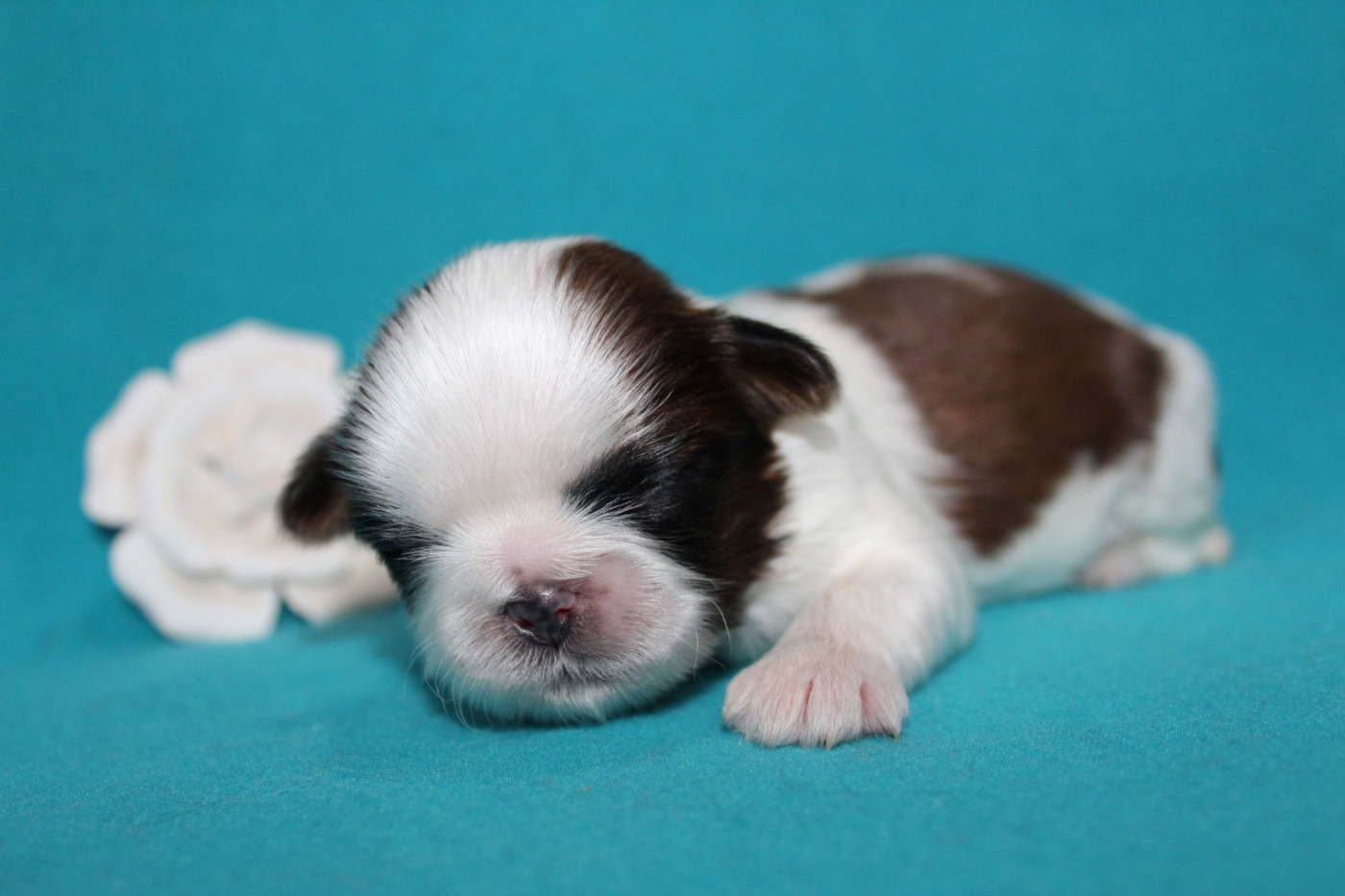 de la magie de lys - Chiots disponibles - Shih Tzu