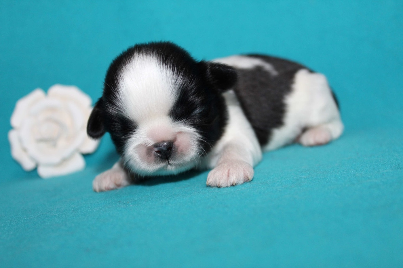 de la magie de lys - Chiots disponibles - Shih Tzu