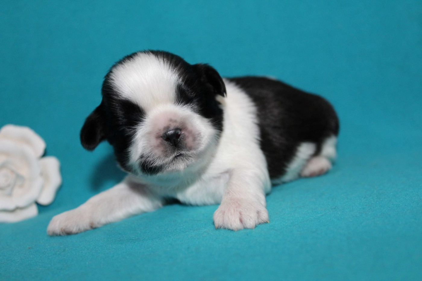 de la magie de lys - Chiots disponibles - Shih Tzu