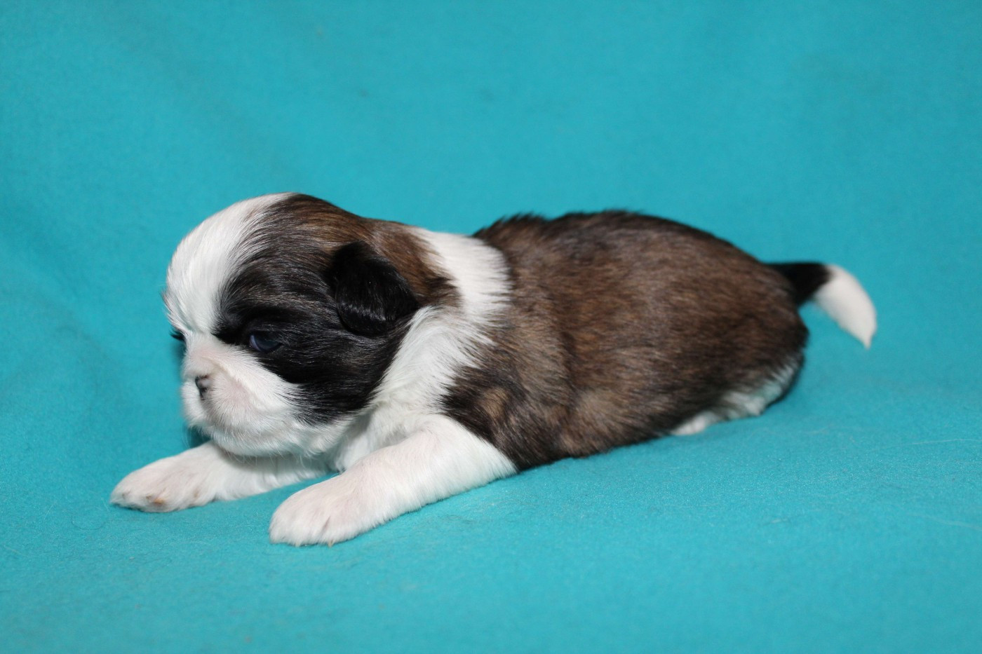 de la magie de lys - Chiots disponibles - Shih Tzu