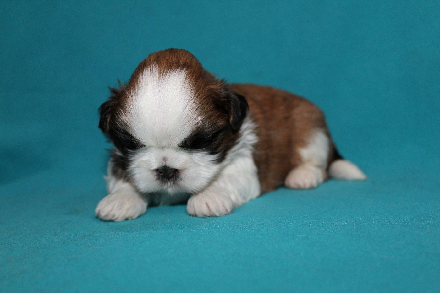 de la magie de lys - Chiots disponibles - Shih Tzu