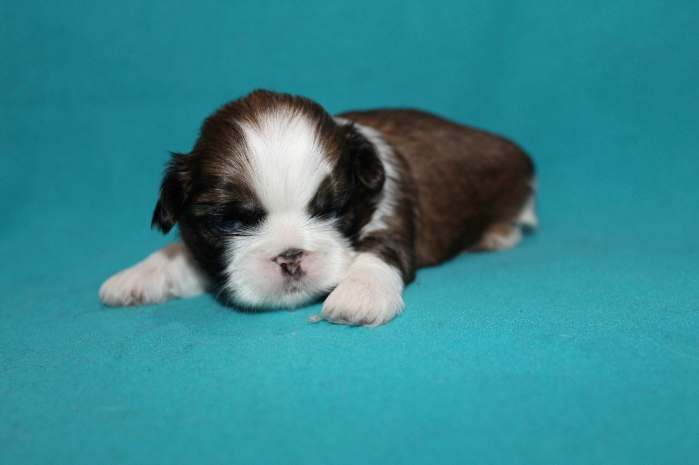 de la magie de lys - Chiots disponibles - Shih Tzu