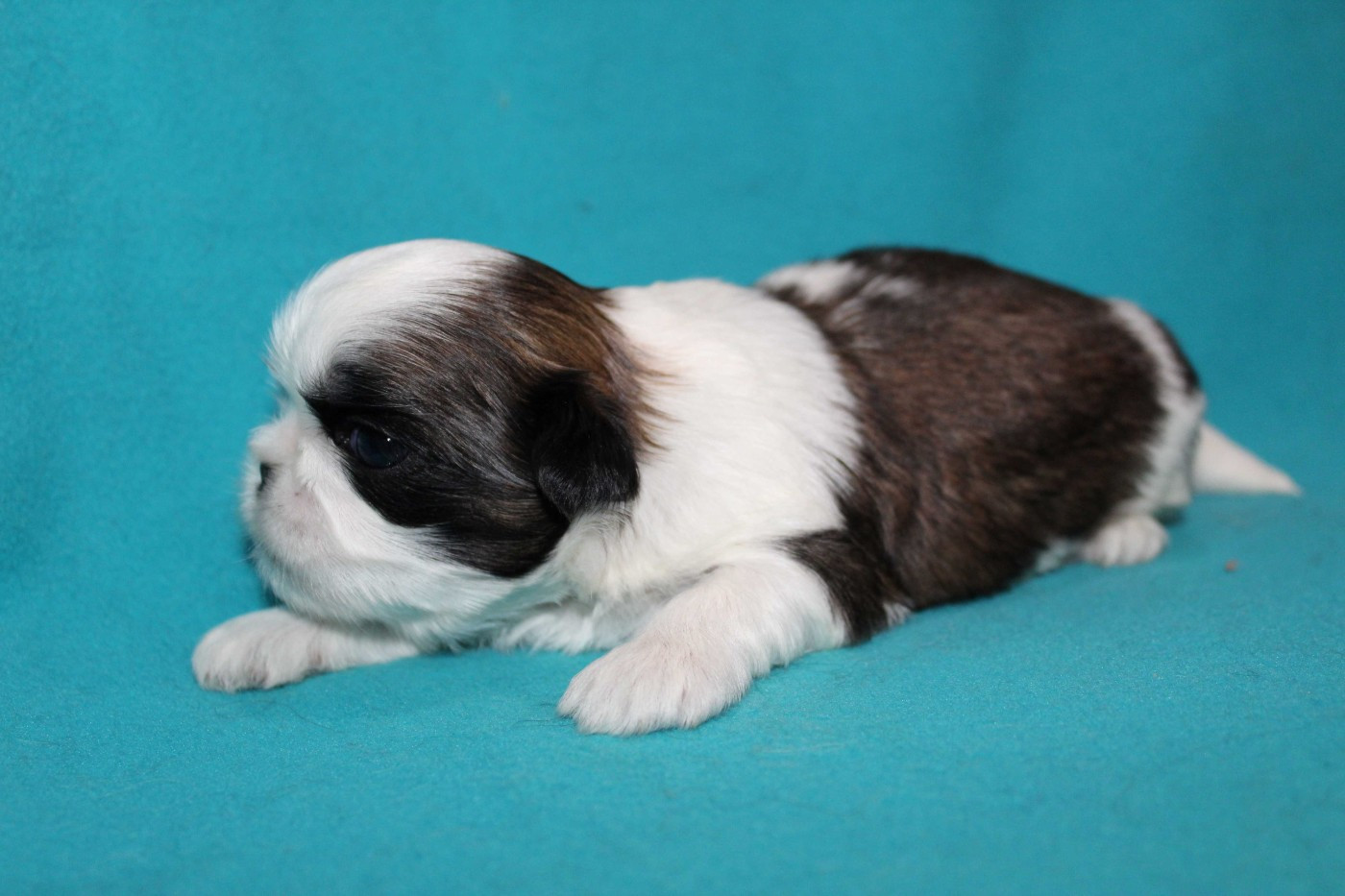 de la magie de lys - Chiots disponibles - Shih Tzu