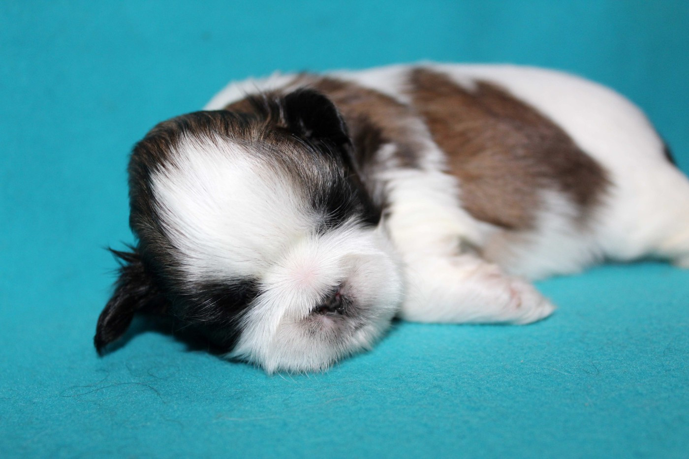 de la magie de lys - Chiots disponibles - Shih Tzu