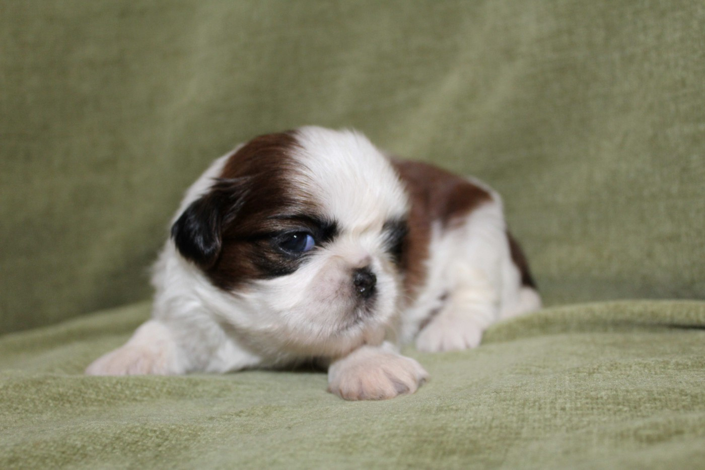 de la magie de lys - Chiots disponibles - Shih Tzu
