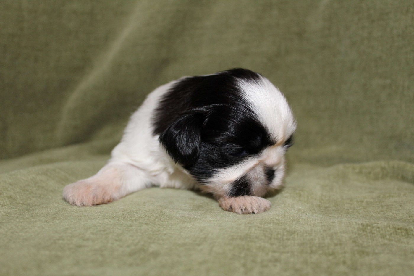 de la magie de lys - Chiots disponibles - Shih Tzu