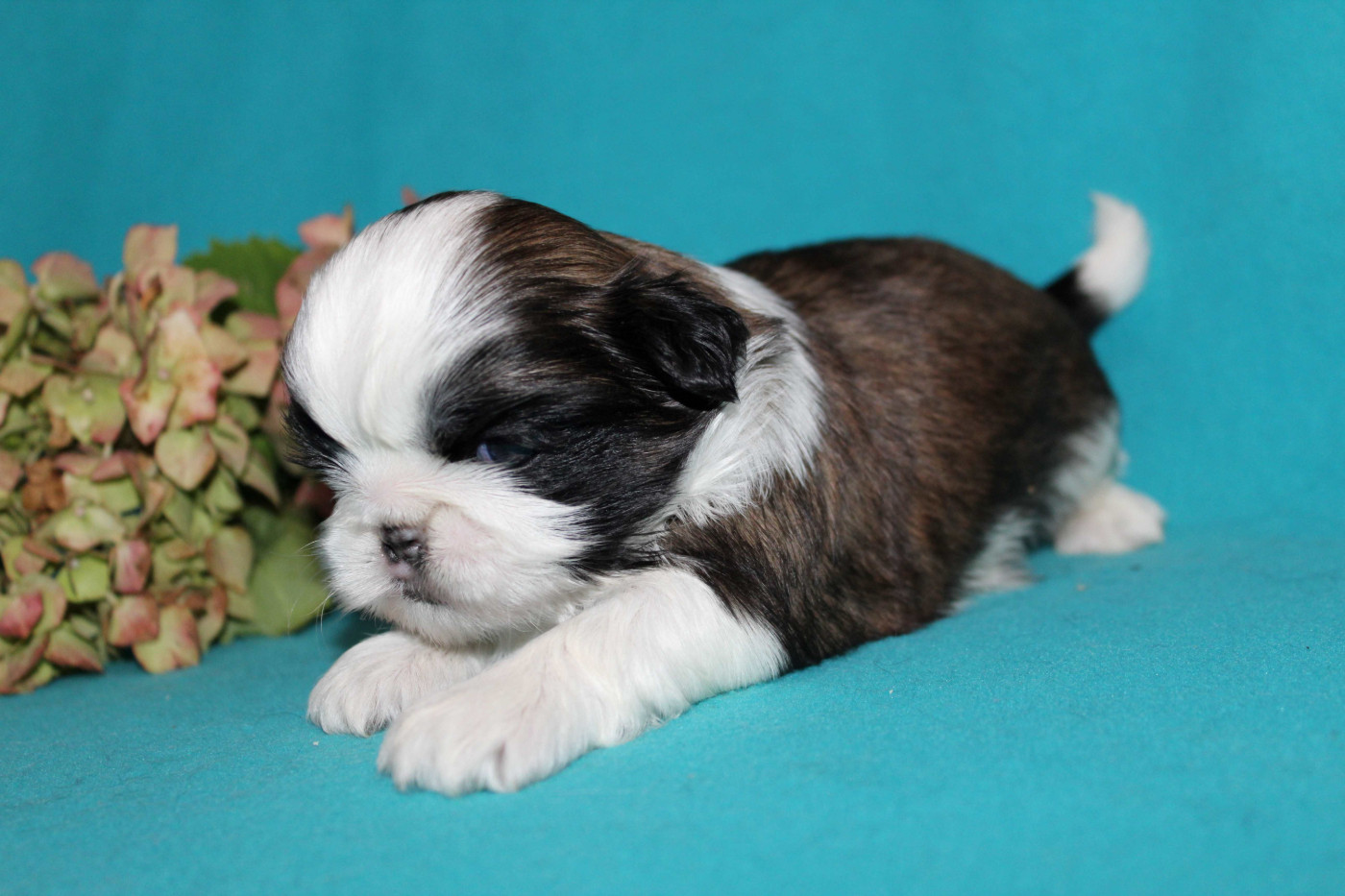 de la magie de lys - Chiots disponibles - Shih Tzu