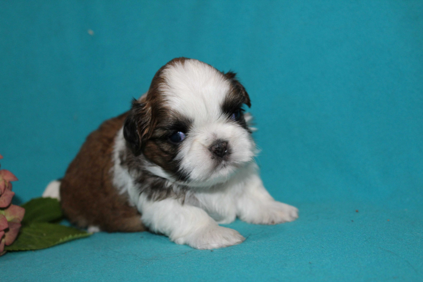 de la magie de lys - Chiots disponibles - Shih Tzu