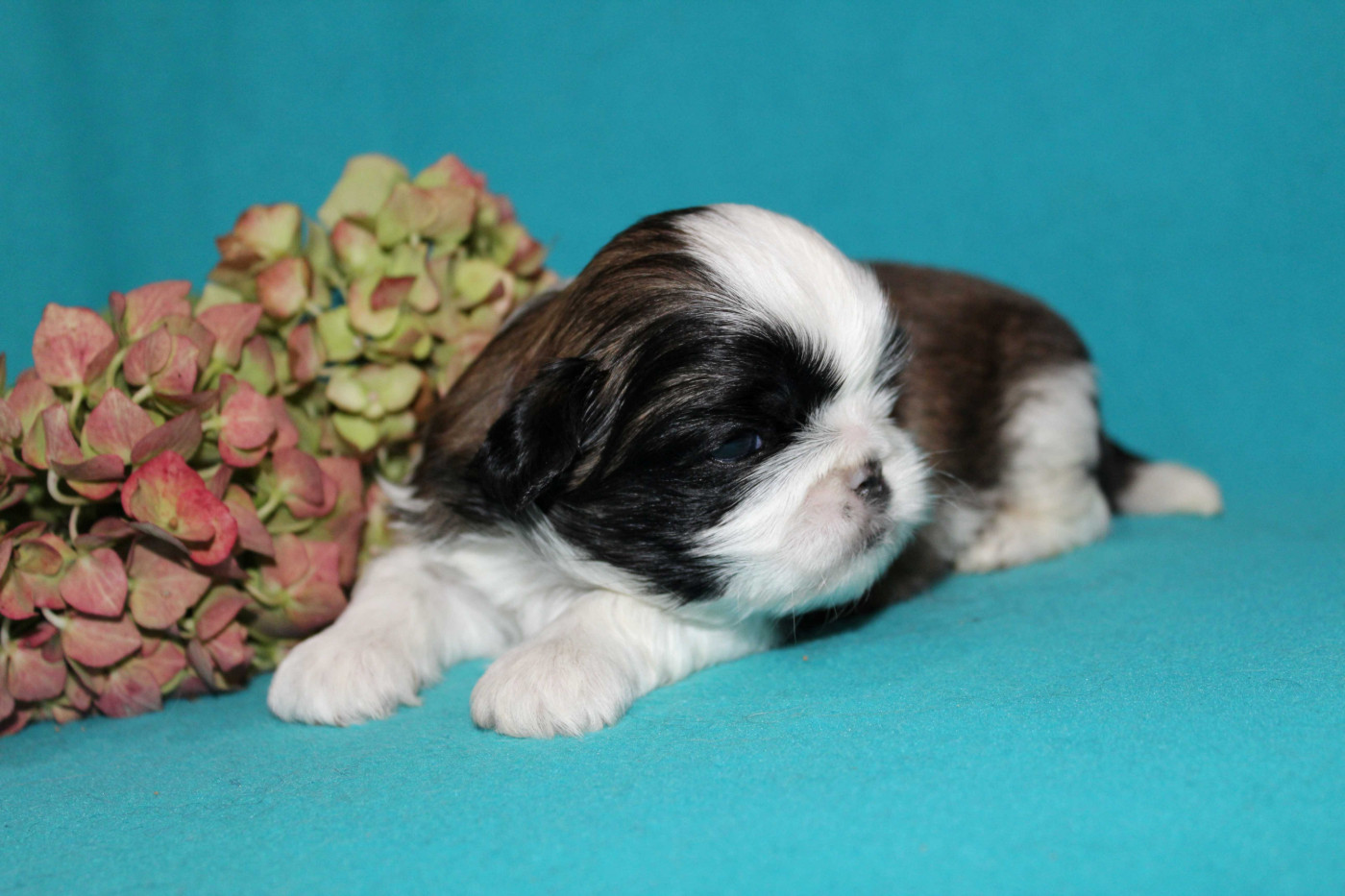 de la magie de lys - Chiots disponibles - Shih Tzu