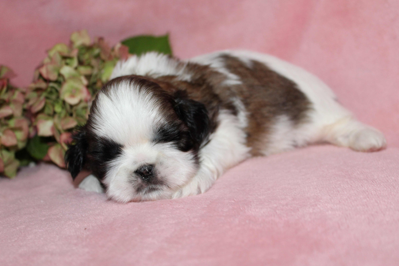 de la magie de lys - Chiots disponibles - Shih Tzu