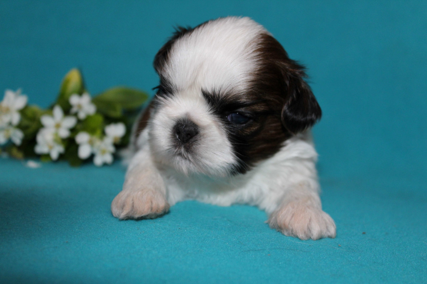 de la magie de lys - Chiots disponibles - Shih Tzu