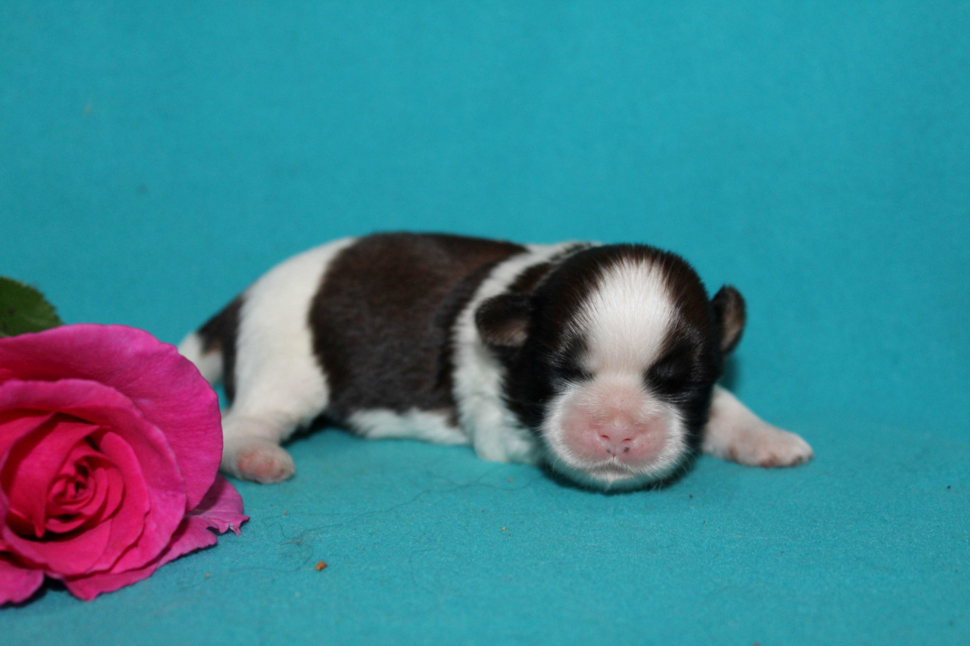 de la magie de lys - Chiots disponibles - Shih Tzu